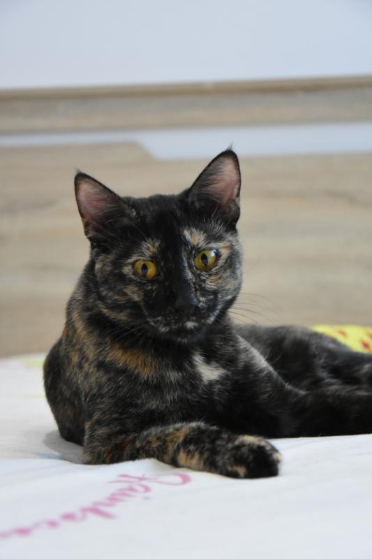 Lilie da Tortie