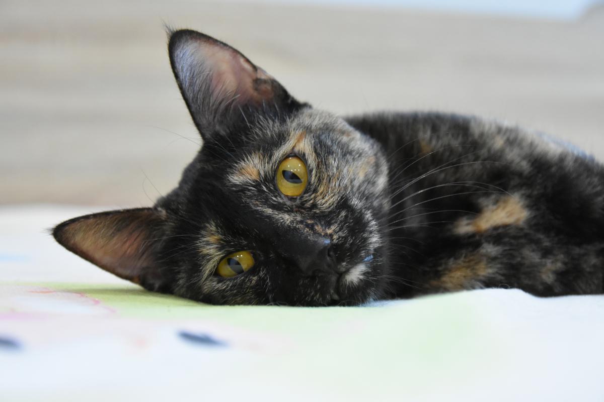 Lilie da Tortie