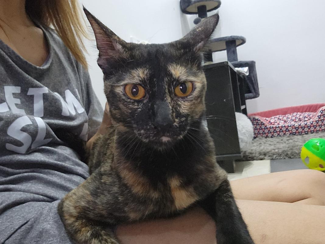 Lilie da Tortie