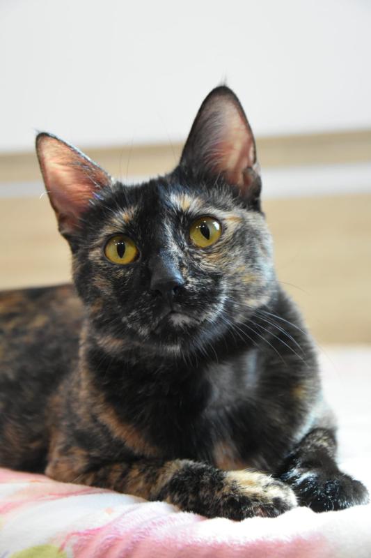 Lilie da Tortie