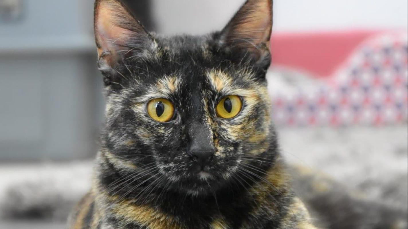 Lilie da Tortie