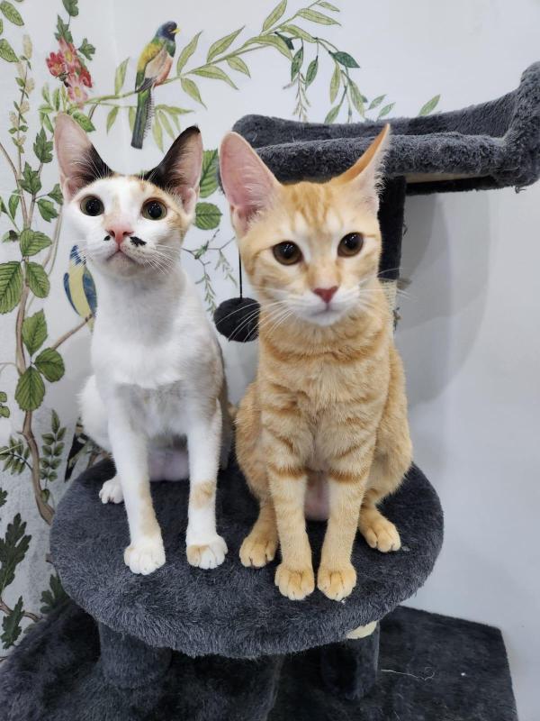 Charlotte