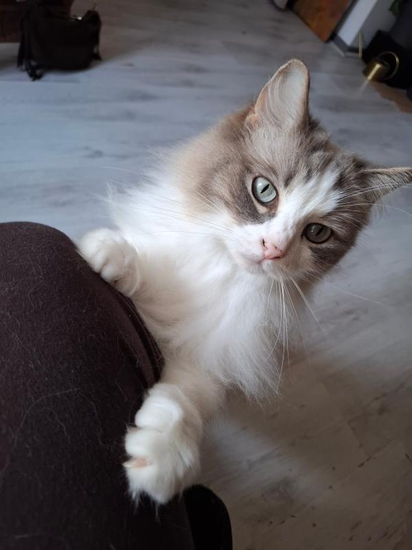 Helena