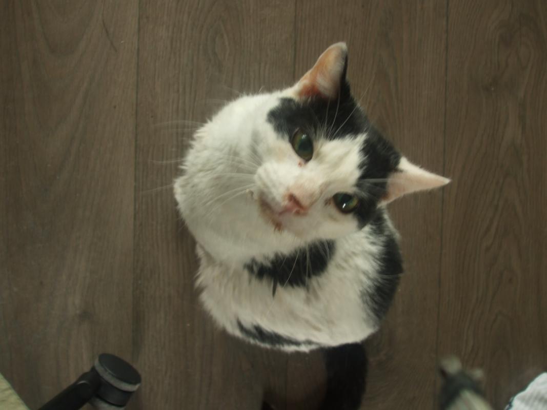 Spot