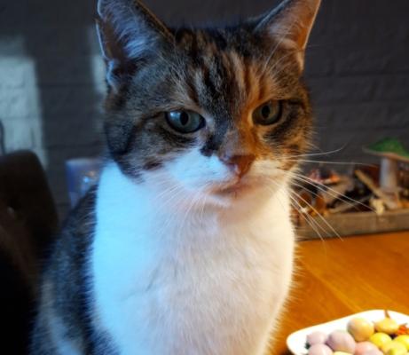 Tijger