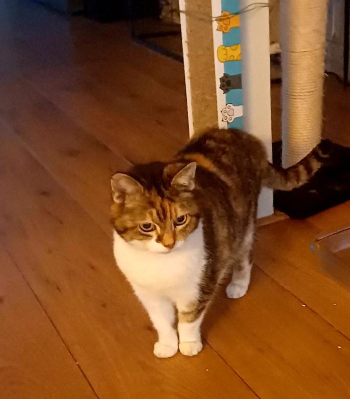 Tijger