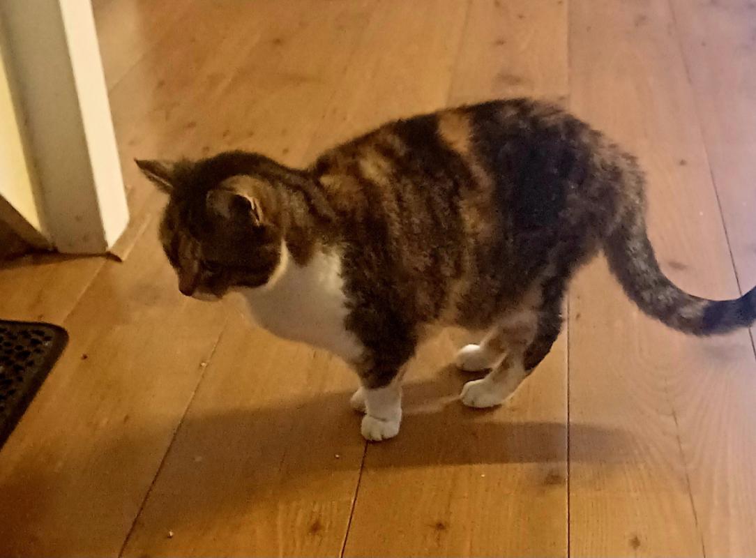 Tijger