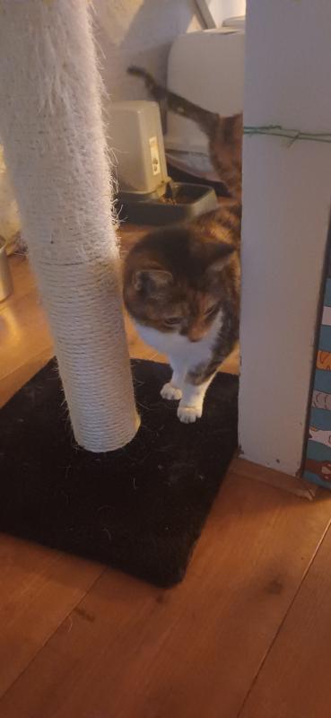 Tijger