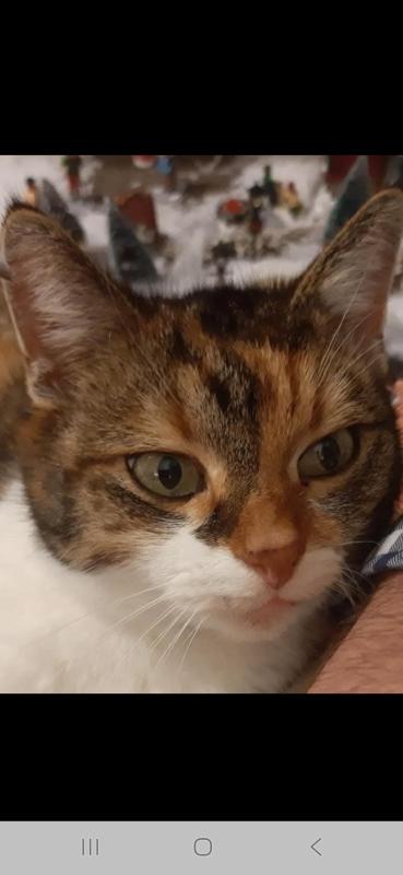 Tijger