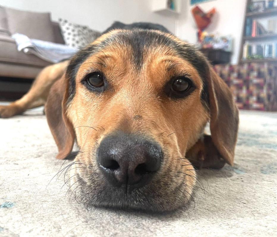 Tonka