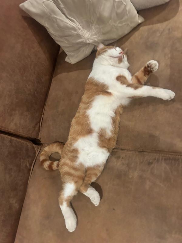 Ted