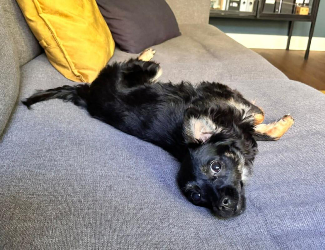 Lila