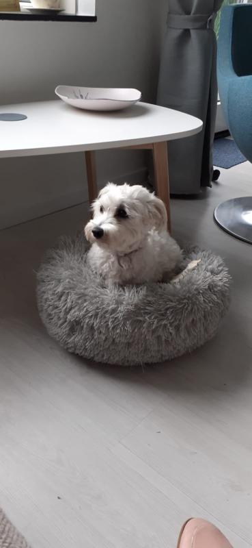 Flappie