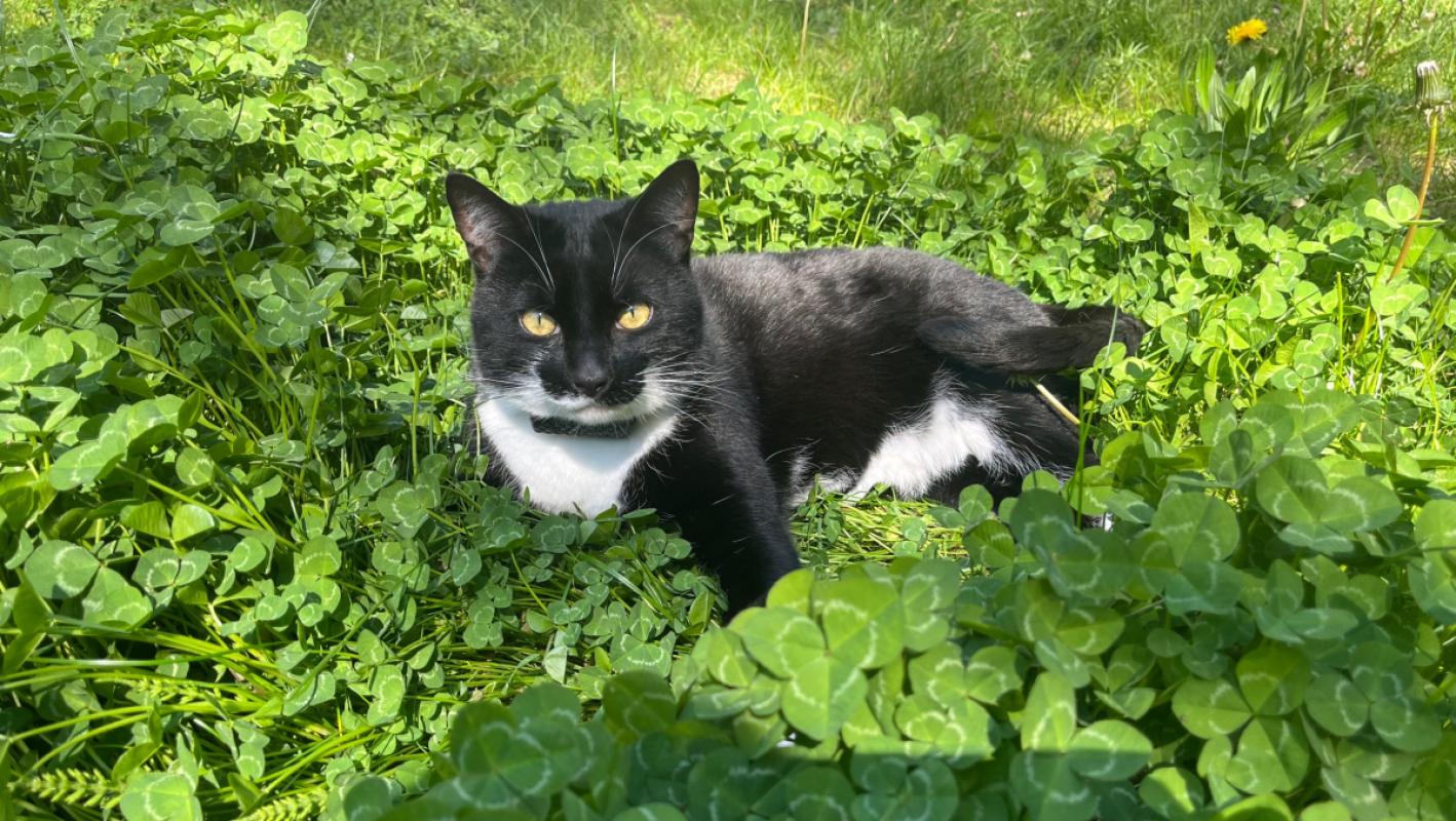 Benny