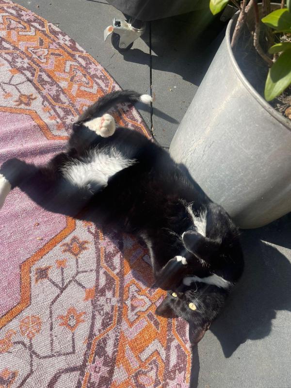 Dobbie