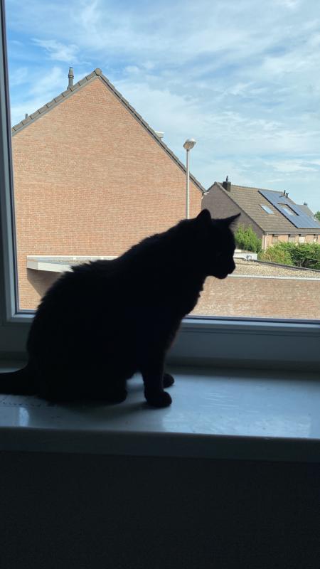 Tippie