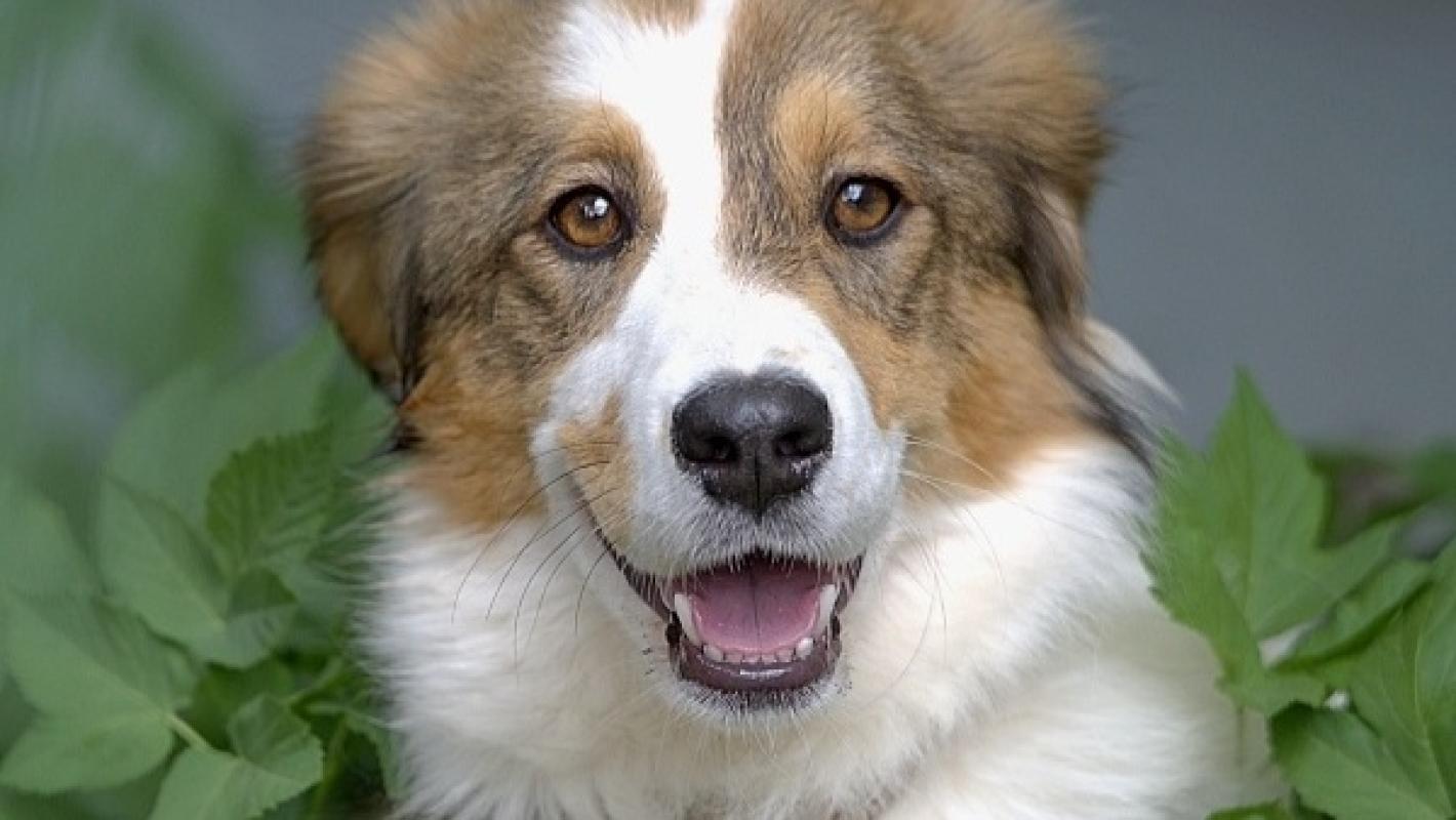 Bella