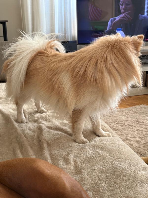 Paco