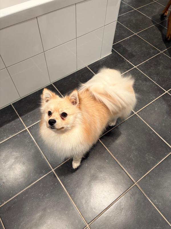 Paco