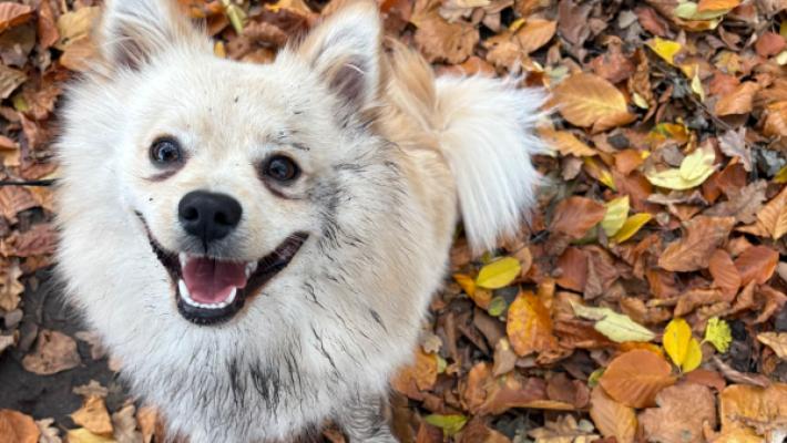 Paco