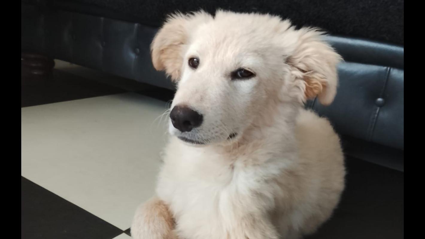 Tobia