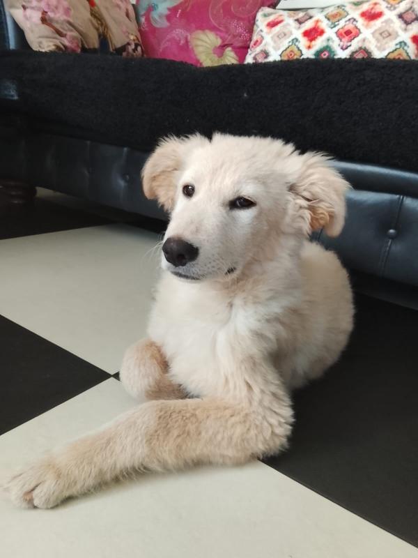 Tobia