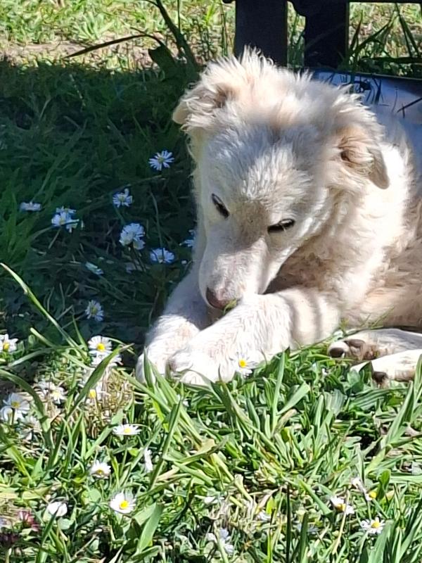 Tobia