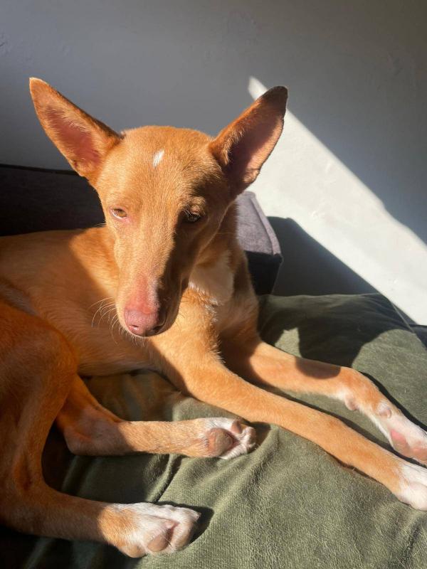 Oliver