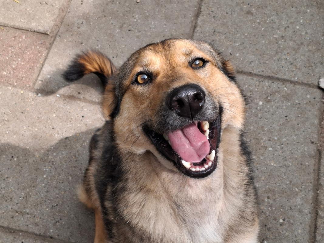 Bruno