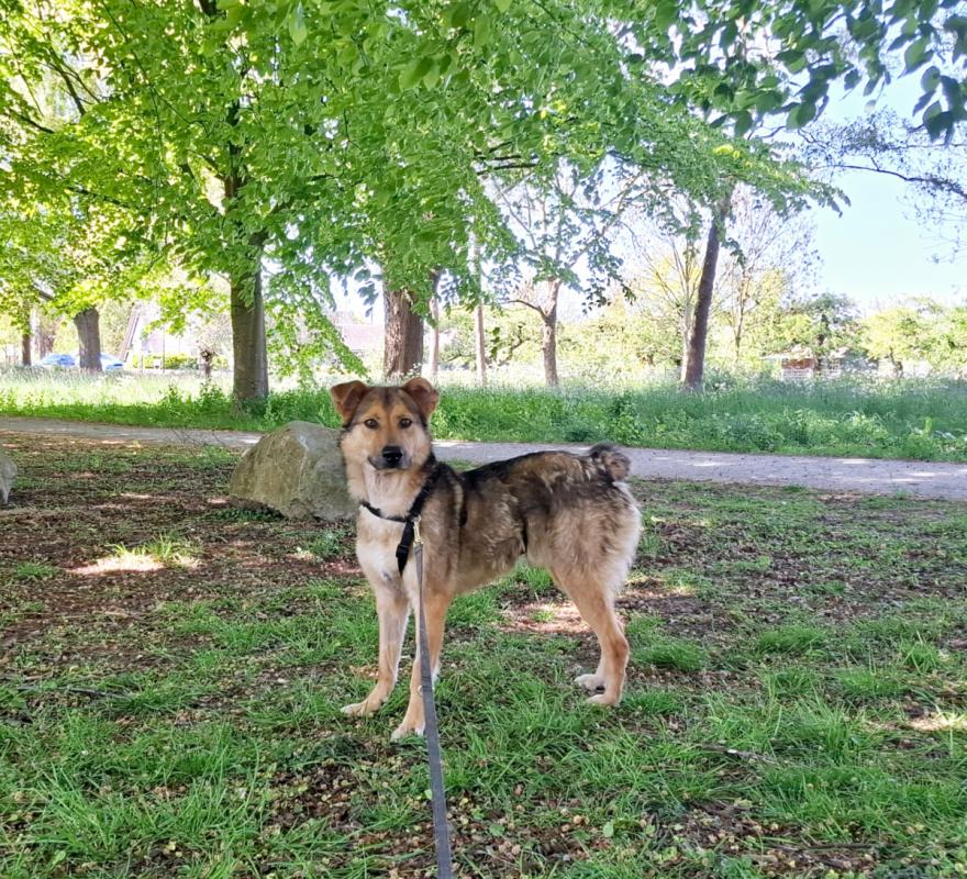 Bruno