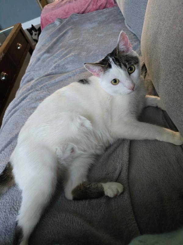 Bowie