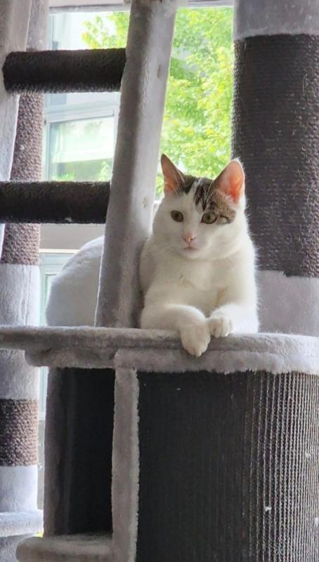 Bowie