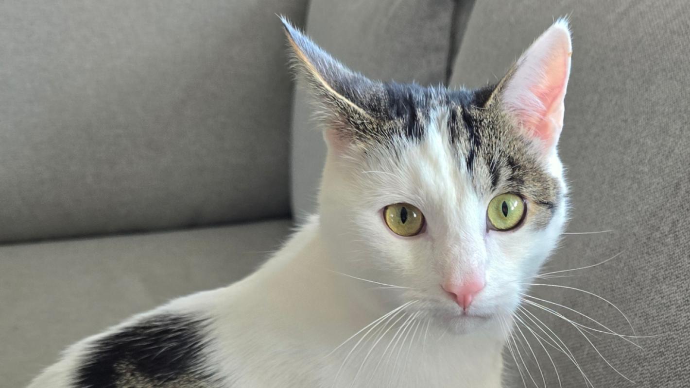 Bowie
