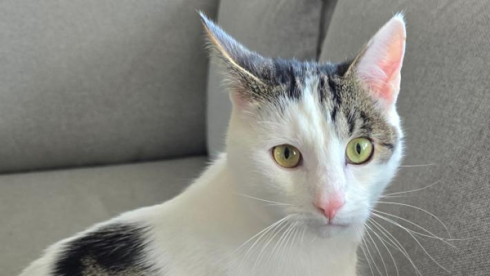 Bowie