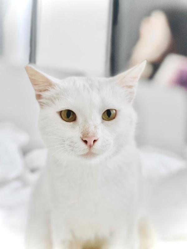 Leila