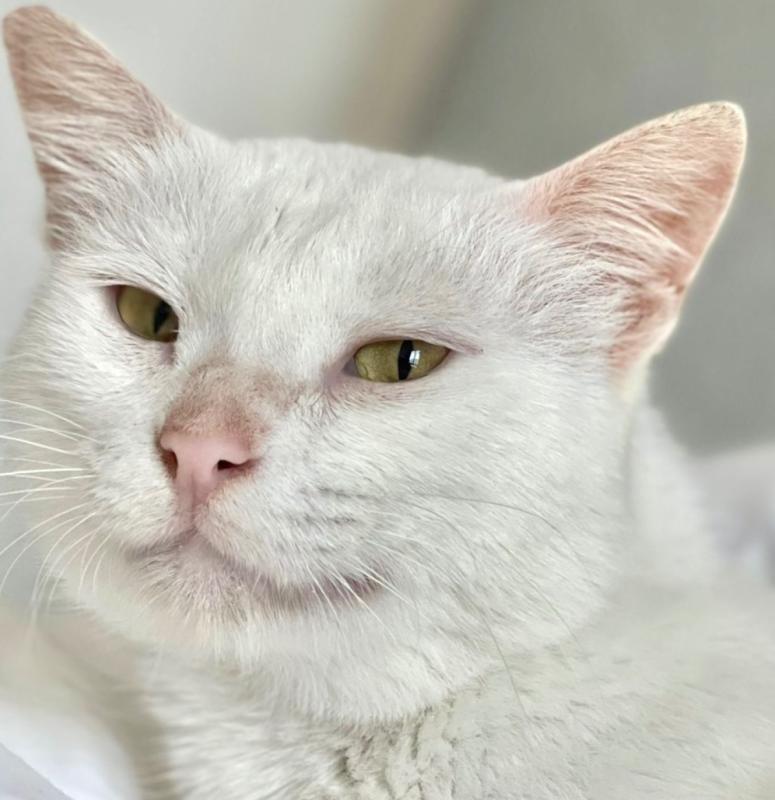 Leila