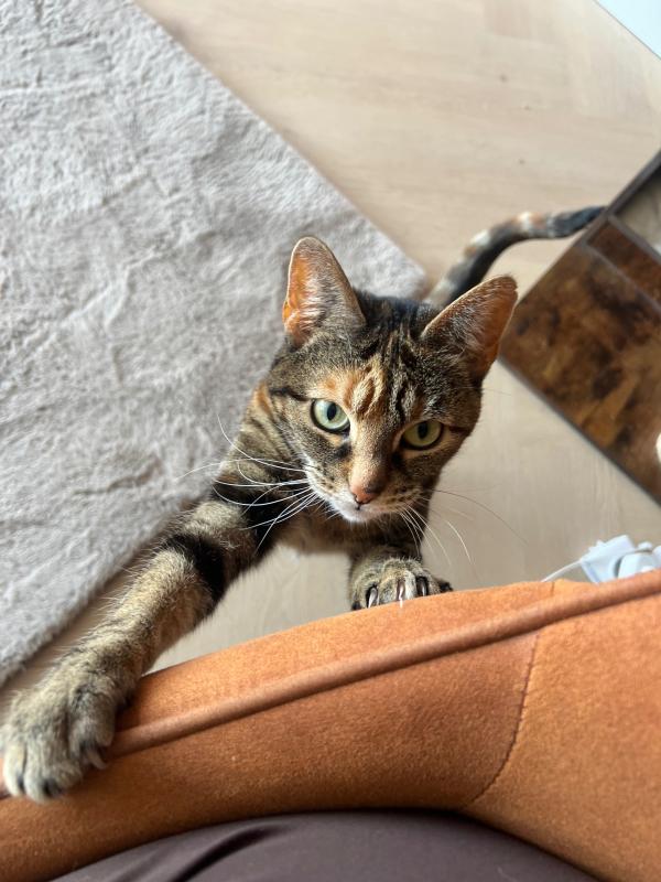 Nala