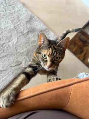 Nala