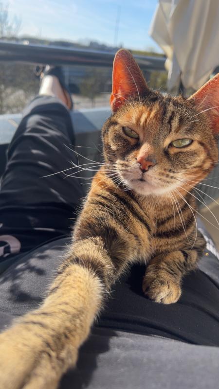 Nala