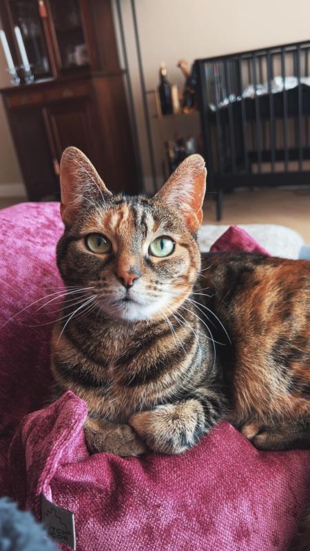 Nala