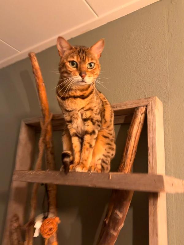 Abby