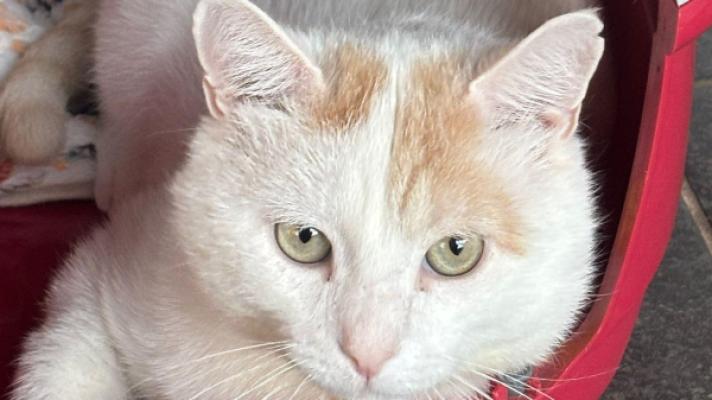 Luca