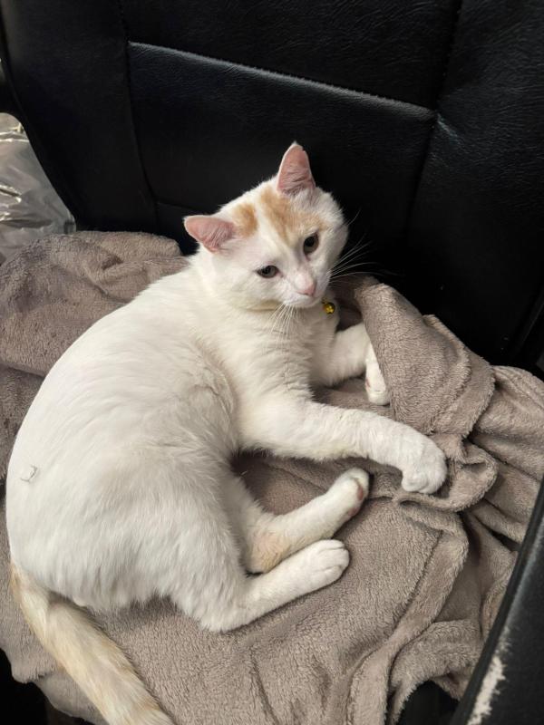 Luca
