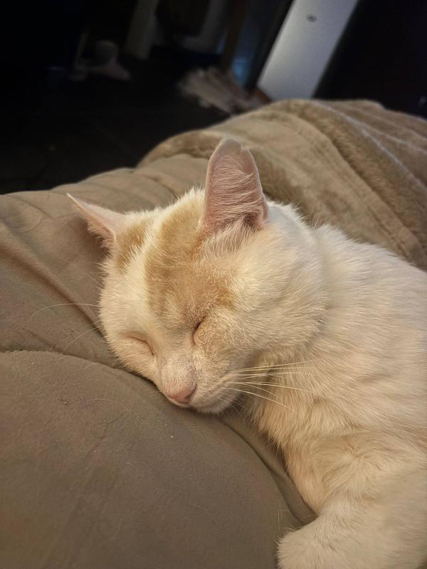 Luca