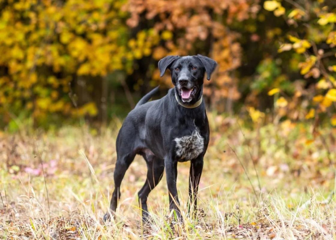 Max