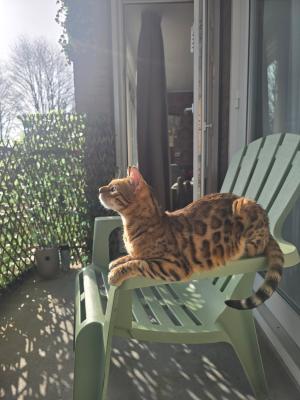 Beertje