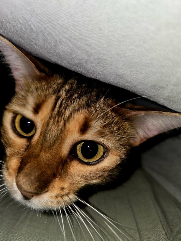 Beertje