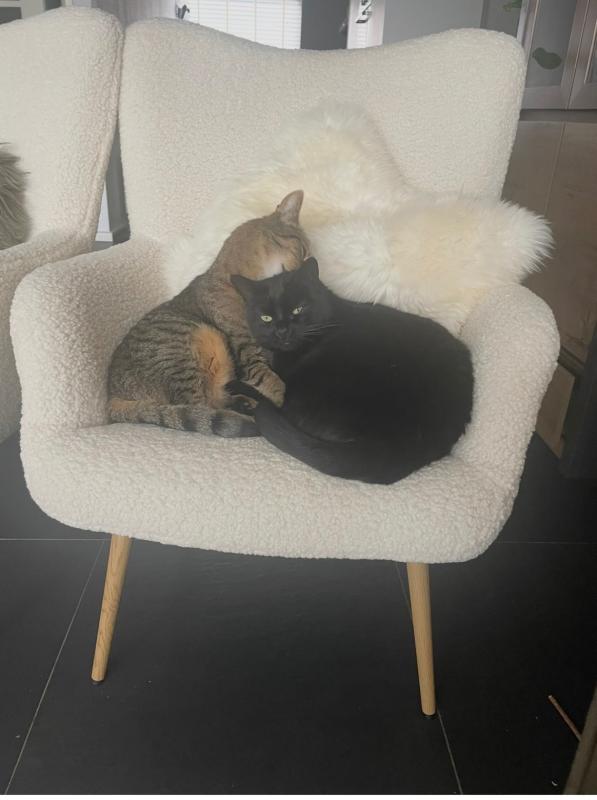 Tijger