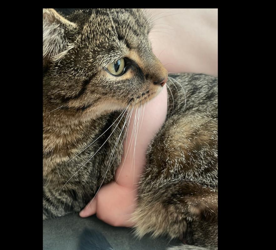 Tijger