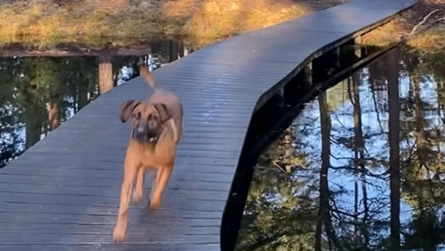 Bowie